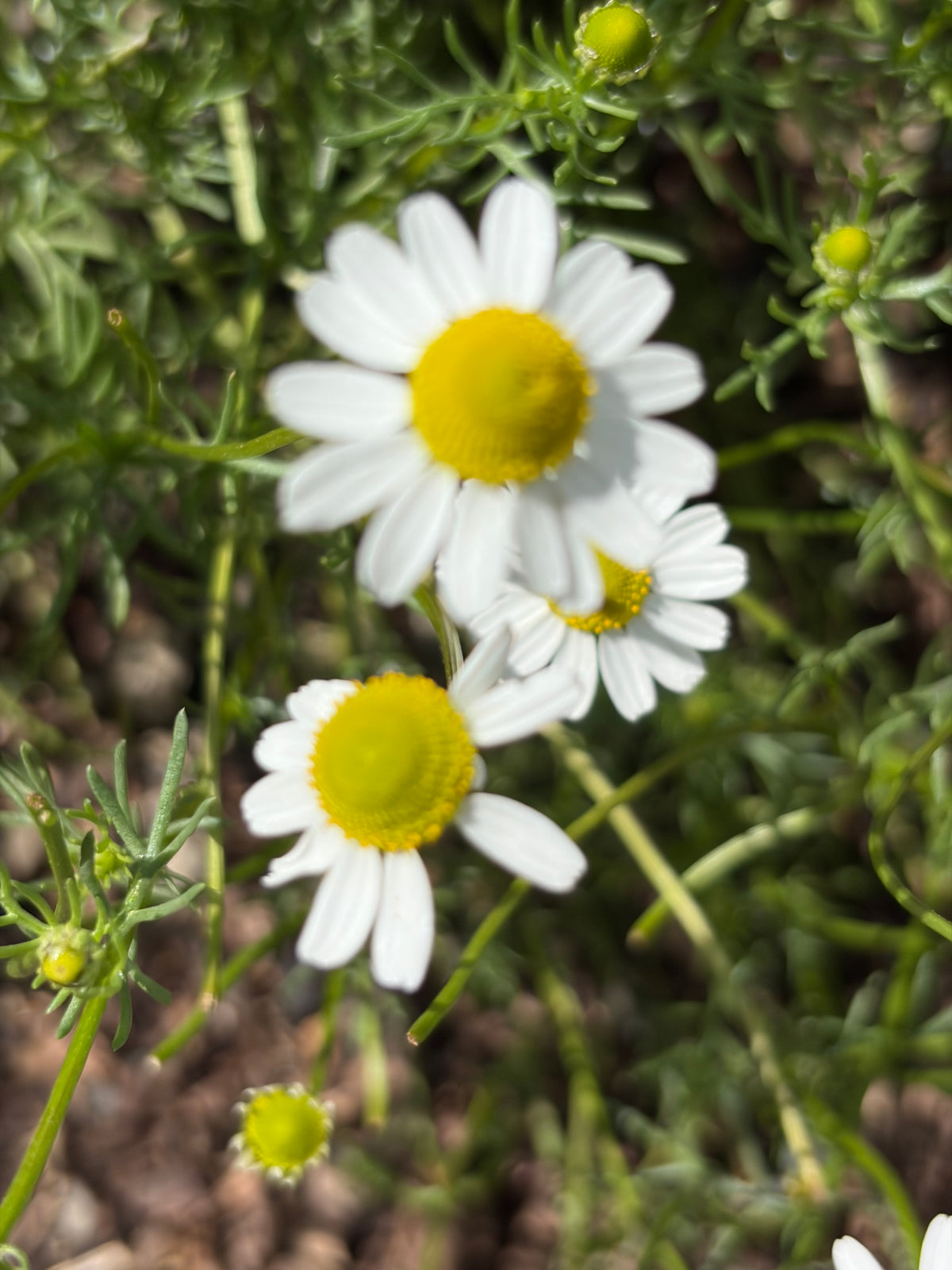 Jewel Of The Prairie Herbal Tea